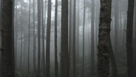 narrowly passing through a dense grove, fog shrouded evergreen forest, aerial fpv