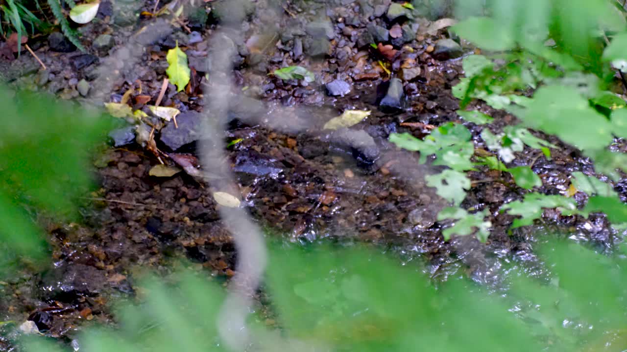 뉴질랜드의 토착 식물, 수도인 링턴 식물원을 가로질러 흐르는 은 물줄기