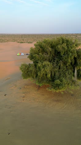 drone shot of an endless golden dune under a vibrant sunset in jaisalmer, rajasthan, with a solitary green tree standing tall 4k