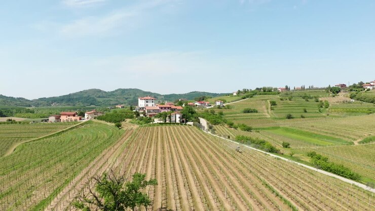 Riprese aeree di un vigneto. Splendido paesaggio in Slovenia.