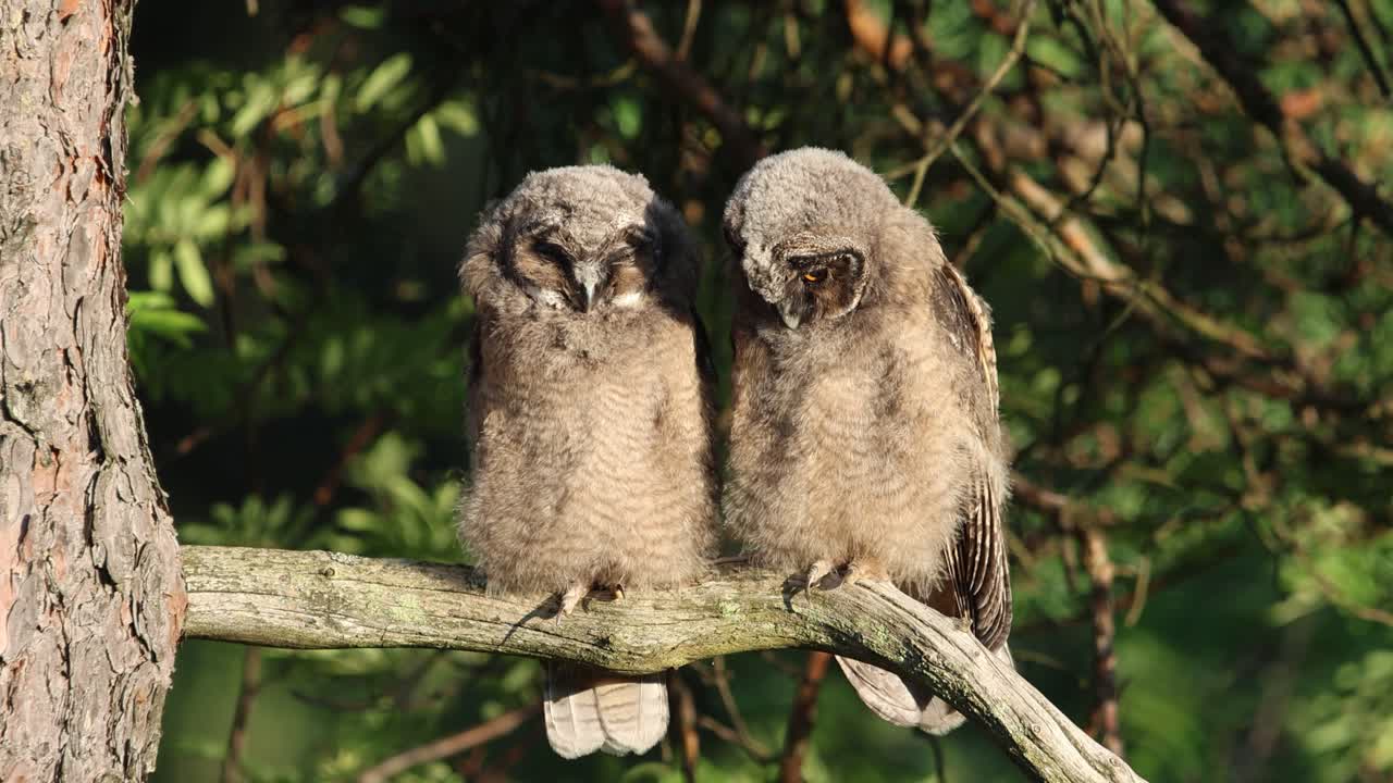 Due giovani gufi comuni dalle lunghe orecchie appollaiati su un ramo di un albero in una foresta, che osservano ciò che li circonda