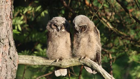 Two young long-eared owls perched on a tree branch in a forest, observing their surroundings