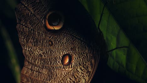 close of the eye impression on wings of the owl butterfly , glowing bright