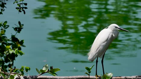 white egret standing on branches of tree