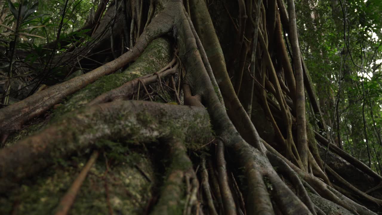 Scenic huge tree vines growing over native Australian tree.
