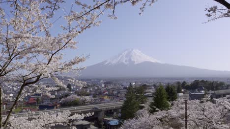 beautiful view over mt. fuji with cherry blossoms near kawaguchiko city