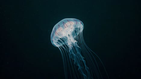 mesmerizing jellyfish gliding gracefully through the dark ocean depths, showcasing its ethereal beauty and intricate tentacle movements in stunning detail