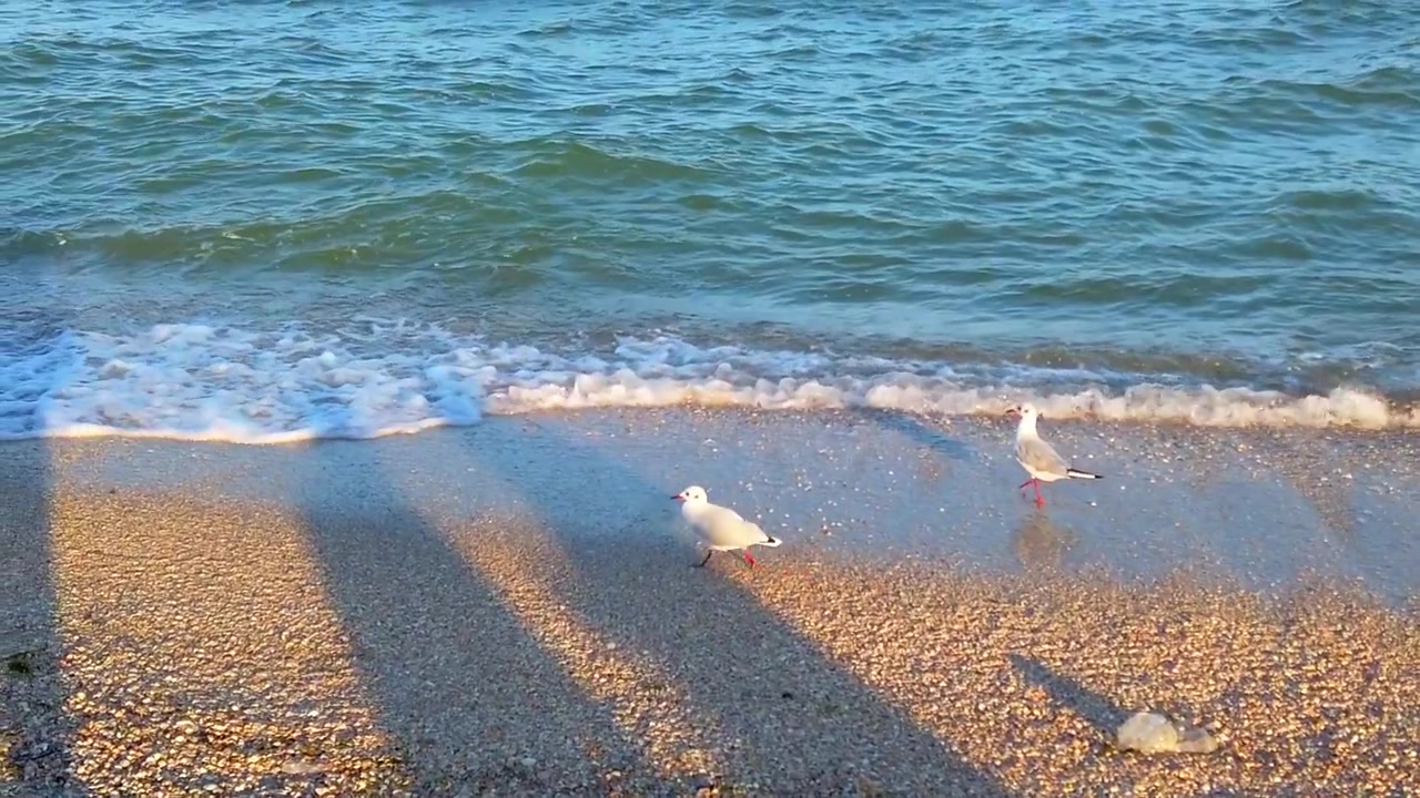 海辺のカモメ。夕焼けの光の中を飛ぶカモメ。夏の撮影。