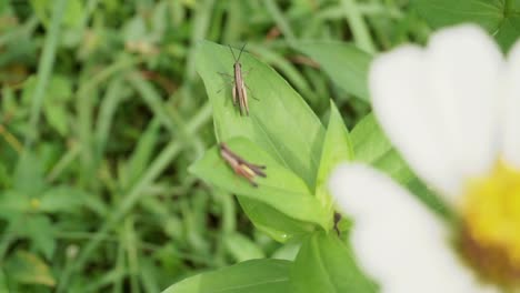 two grasshopper on a grass leaf of a wild margarita flower