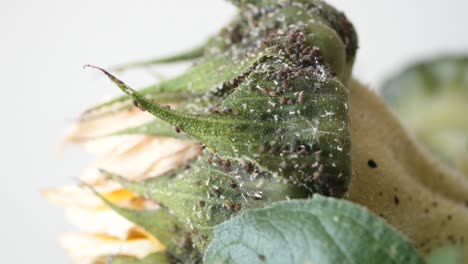 close up of aphids on a sunflower