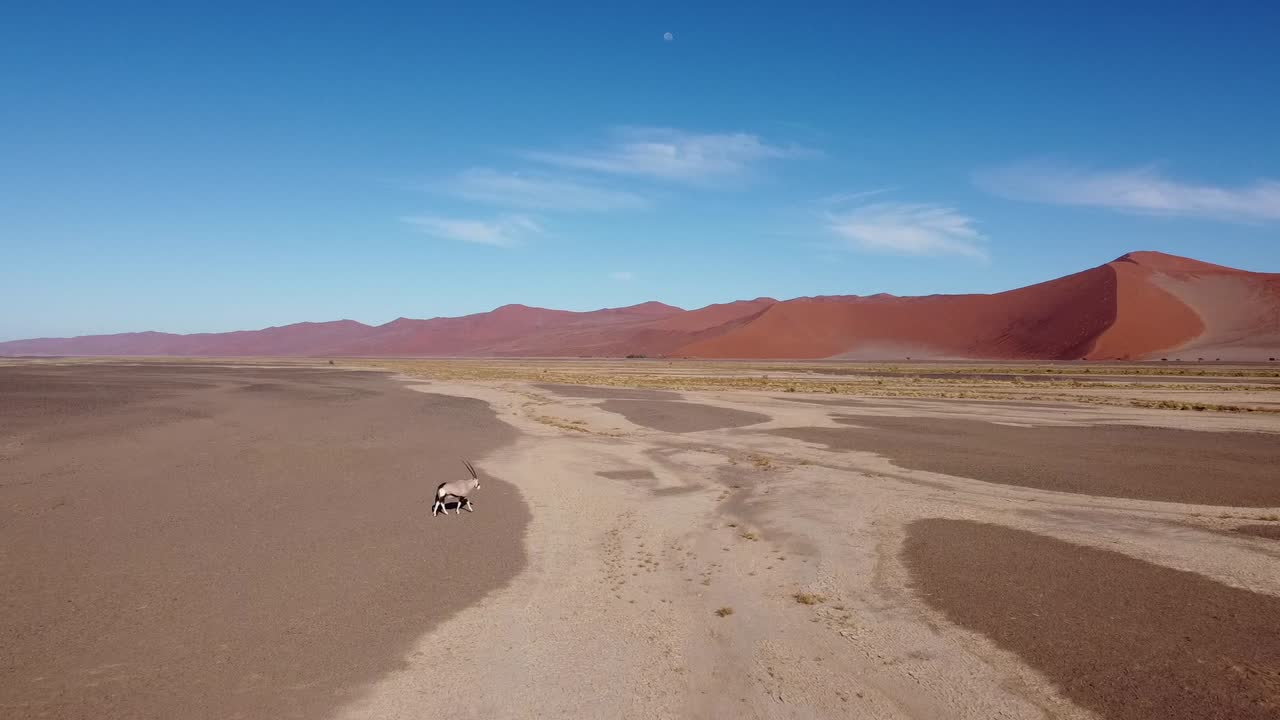 oryx namib desierto por el avión no tripulado arena roja