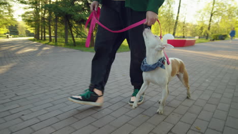 cheerful man walking with cute dog in park