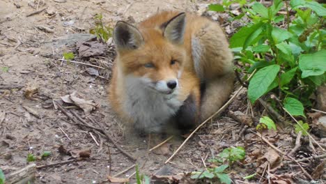 Cute-red-fox-cub-stands-in-the-grass-and-looks-at-the-camera