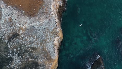 rising aerial shot of a protected bird sanctuary in the pacific ocean