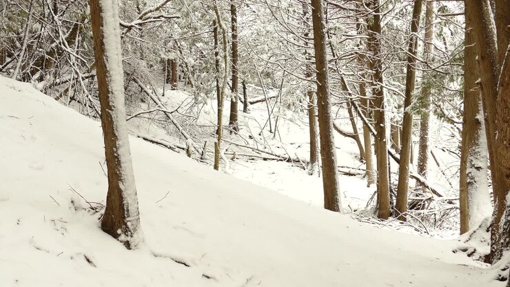 Suolo della foresta coperto dalla prima neve fresca della stagione in Canada