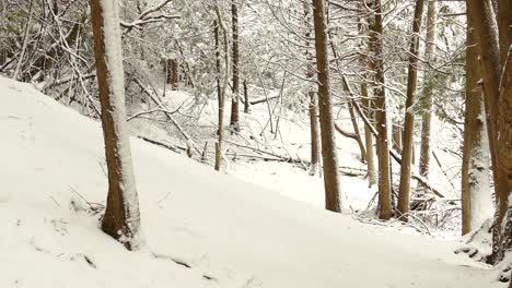 Forest-floor-layered-in-fresh-first-snow-of-the-season-in-Canada