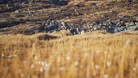 Dry-arctic-tundra-field-in-summer