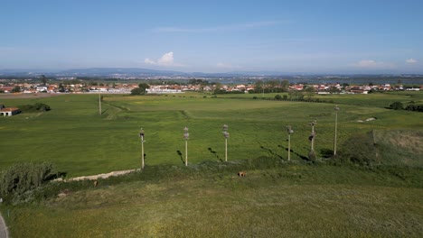 aerial panoramic view of murtosa with stork nests on poles in a lush portuguese field