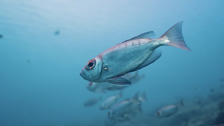 Unterwasser-Nahaufnahme im Profil eines Mondschwanz-Großaugenfisches, der in tropischen Gewässern schwimmt, wobei sein großes Auge und seine silberne Färbung mit roten Akzenten entlang des Körpers hervorgehoben werden