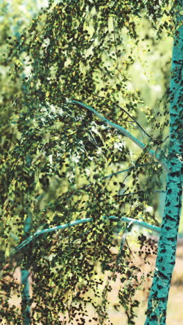 un primer plano de un abedul en un bosque