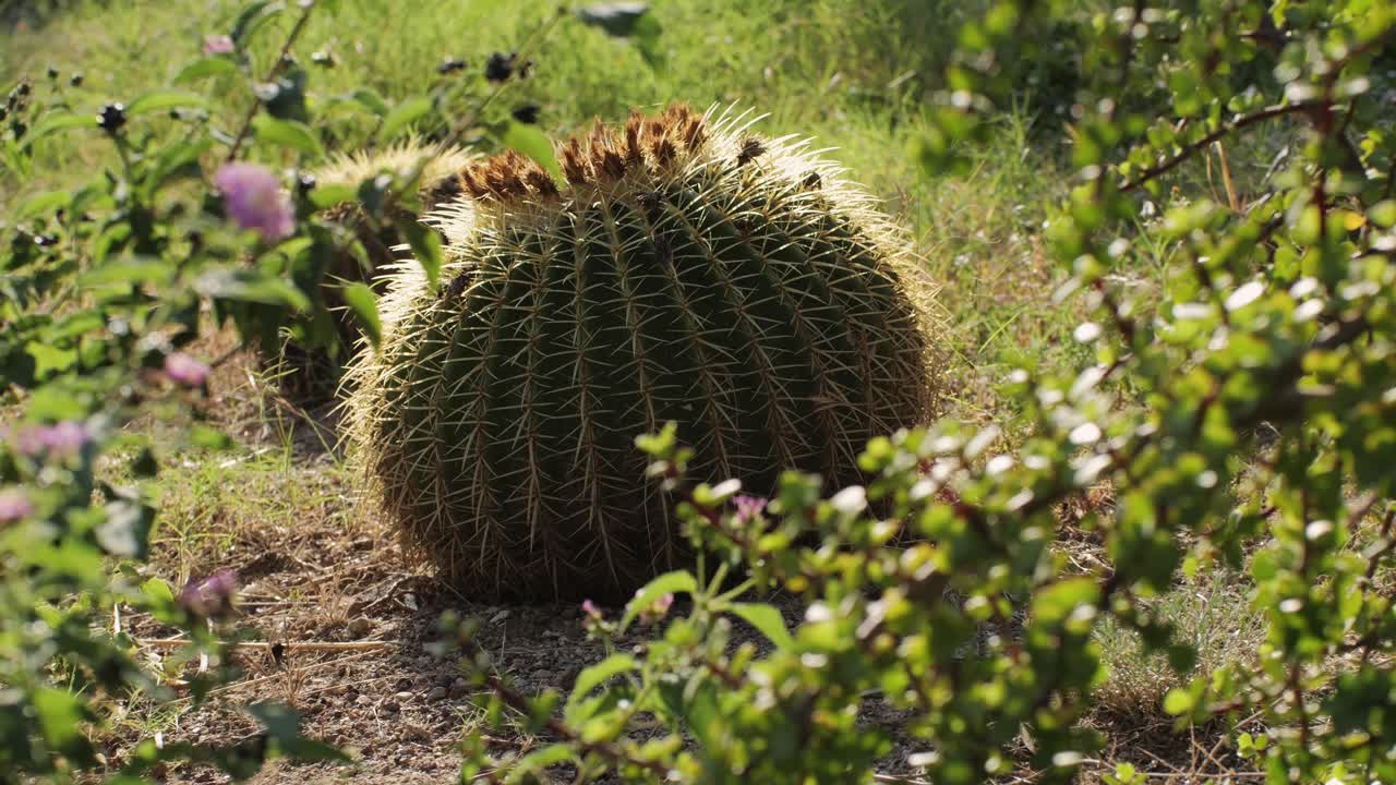 Sunlit Barrel Cactus in a Green Landscape
