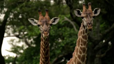 Giraffe-looking-to-camera-while-chewing