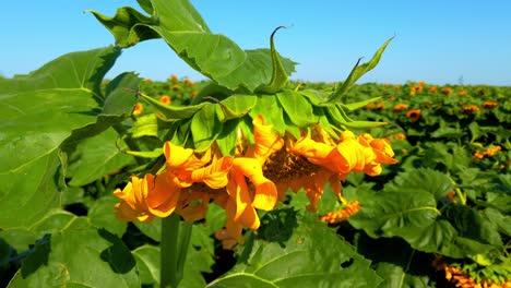 agricultural field of sunflowers. shooting in the summer in the countryside.