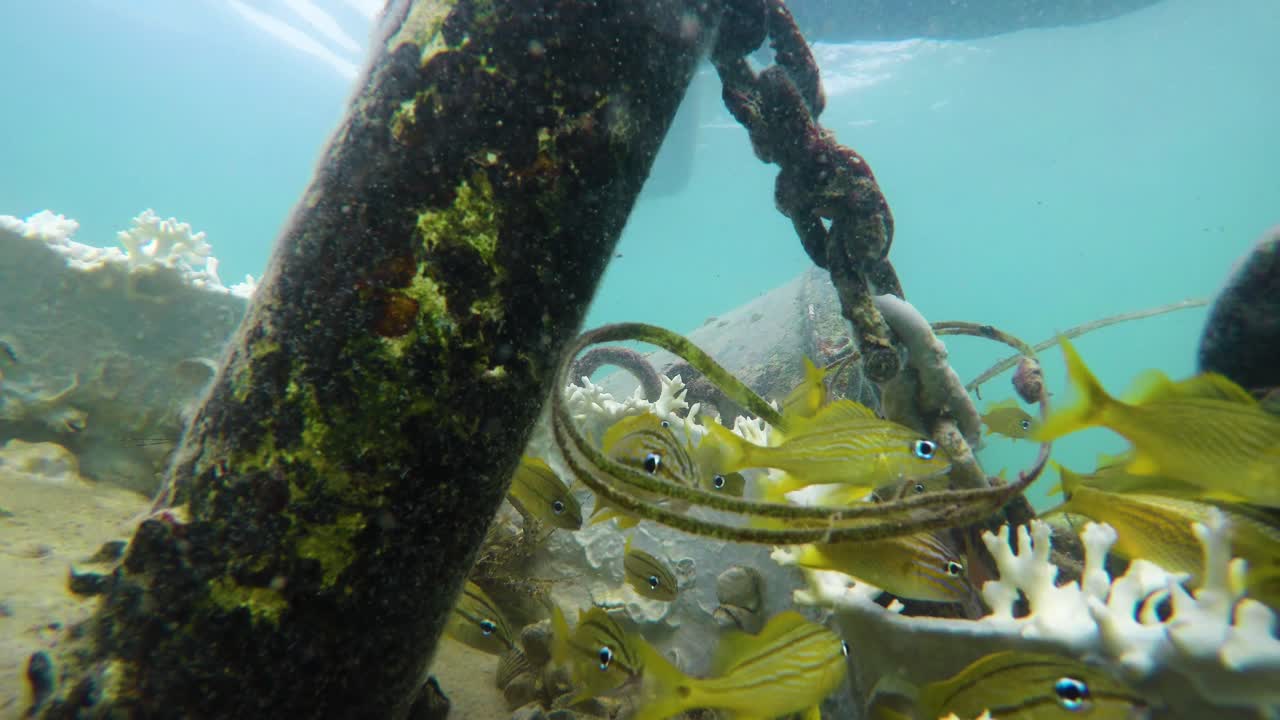 grupo de pequeños peces amarillos colgando en el agua azul del océano caribeño video de archivo en 4k i hermosos peces pequeños en el video de archivo del océano caribeño en calidad 4k