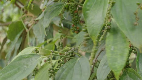 close up of peppercorn in the plant, close up of pepper in its plant vine, no people