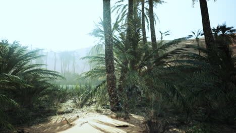 palmeras en el desierto