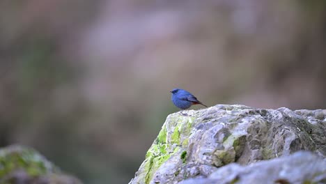 plumbeous water redstart on rock in water stream