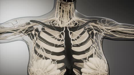 transparent human body with visible bones