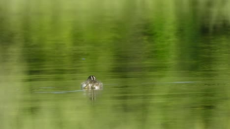 Kleiner-Taucher,-Der-Im-Wasser-Schwimmt