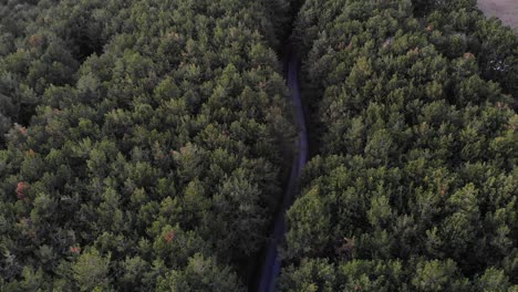 vuelo de drones sobre un bosque de coníferas y una carretera