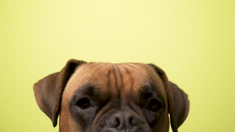 close-up of a boxer dog