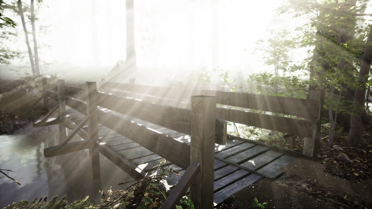 숲의 나무 계단은 두꺼운 안개에 사라졌다