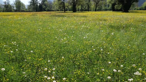 beautiful revealing shot of switzerland vibrant yellow wild flower meadows