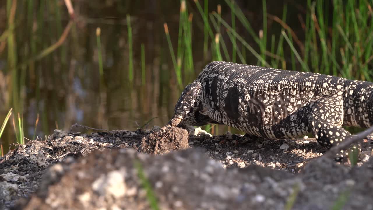 un lagarto tegu camina a lo largo de un banco en florida