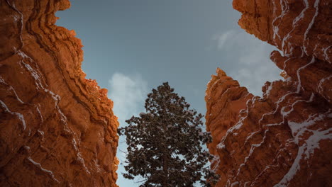 time lapse, bryce canyon national park, tree between red rock sandstone cliffs, winter in utah usa