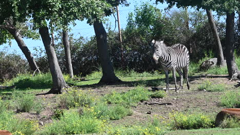 Parque-Zoológico-De-Francia,-Una-Cebra-Permanece-Inmóvil-Detrás-De-Los-árboles