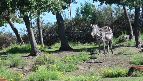 parque zoológico de francia, una cebra permanece inmóvil detrás de los árboles