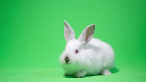rabbit is standing on green screen background