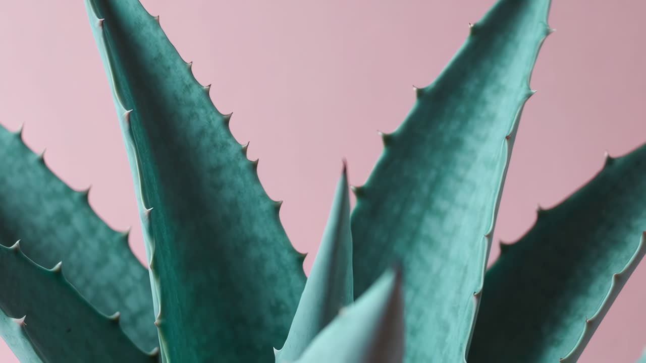 알로에 베라 식물 잎의 근접 사진