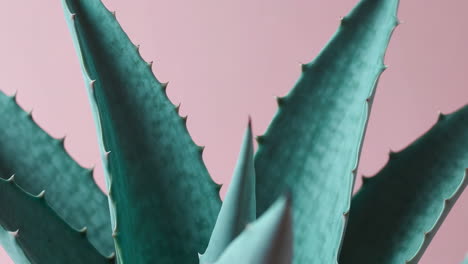 primer plano de las hojas de la planta de aloe vera