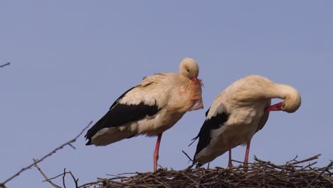 close up of white stork family during windy spring nesting season, latvia