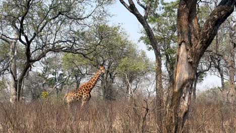 la jirafa sudafricana (giraffa camelopardalis giraffa) haciendo caca en la reserva de vida silvestre de majete, en malawi.
