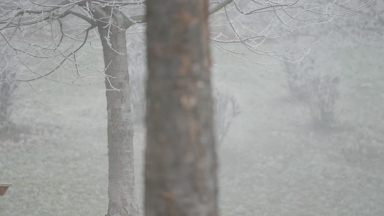 Frost outlines the branches of a garden tree as an empty swing dangles below, emphasizing the calm and slightly nostalgic atmosphere of early winter