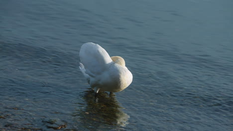 Medium-shot-of-swan-preening-feathers-in-the-lake