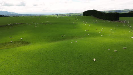 Vista-Aérea-Hacia-Adelante-De-La-Extensión-Verde-De-Los-Campos-Con-Rebaño-De-Ovejas