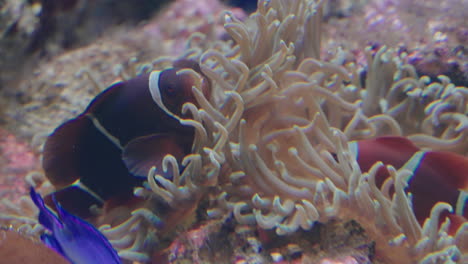 pez payaso granate sobre anémona de mar en el acuario umino-mori en sendai, japón